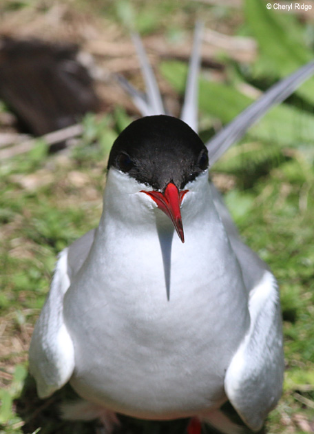 2962-tern.jpg