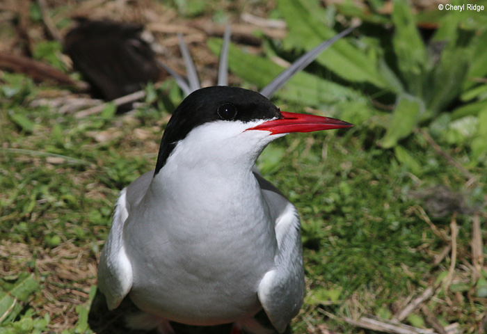 2963-tern.jpg