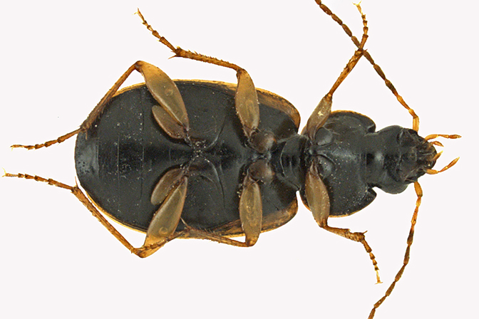 Ground beetle - Olisthopus parmatus 3 m16 