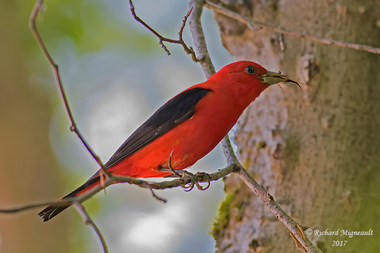 Tangara carlate - Scarlet Tanager m17 3