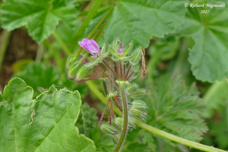 rodium cicutaire - Herons-bill - Erodium cicutarium 3 m17 