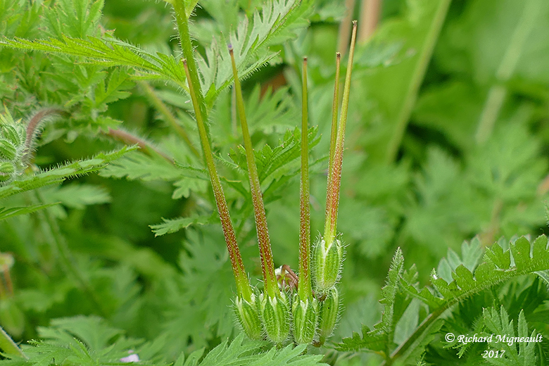 rodium cicutaire - Herons-bill - Erodium cicutarium 5 m17 