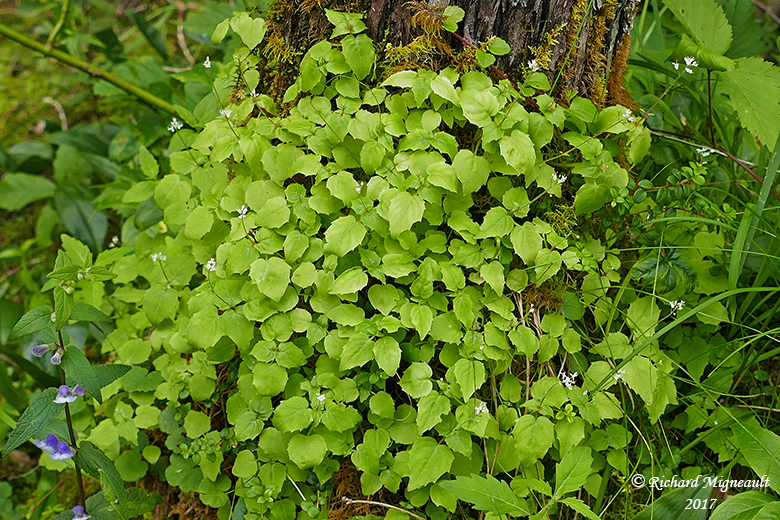 Circe alpine - Small enchanters-nightshade - Circaea alpina 1 m17 15 juilletf.jpg