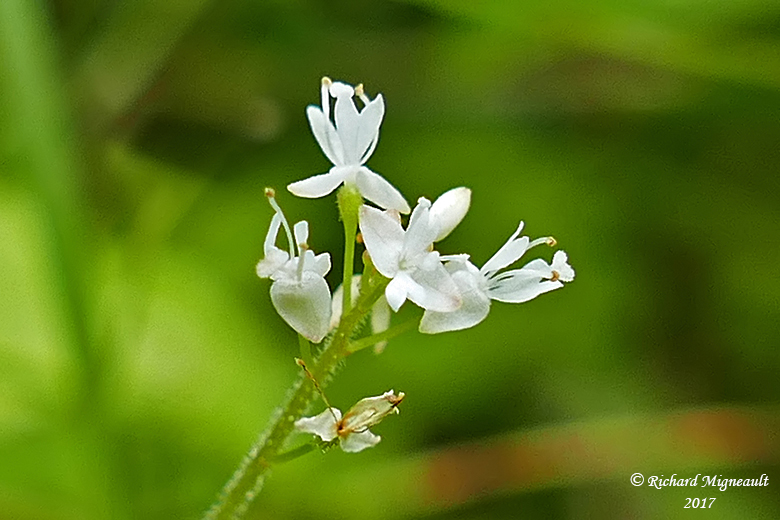 Circe alpine - Small enchanters-nightshade - Circaea alpina 4 m17 15 juilletf.jpg