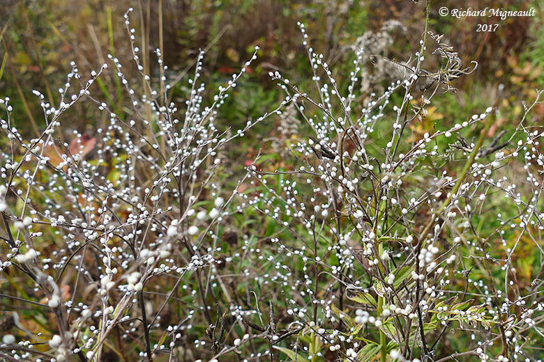 Herbe aux perles - Common gromwell - Lithospermum officinale 8 m17 