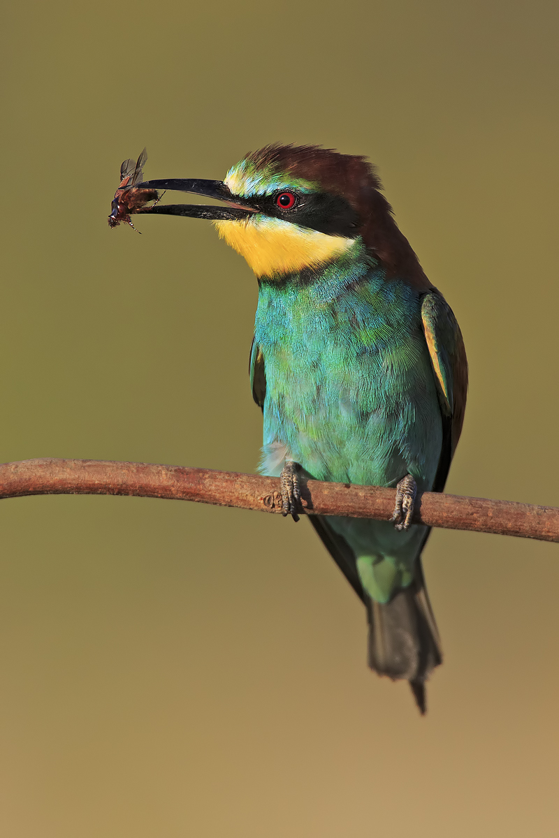 Bee-eater