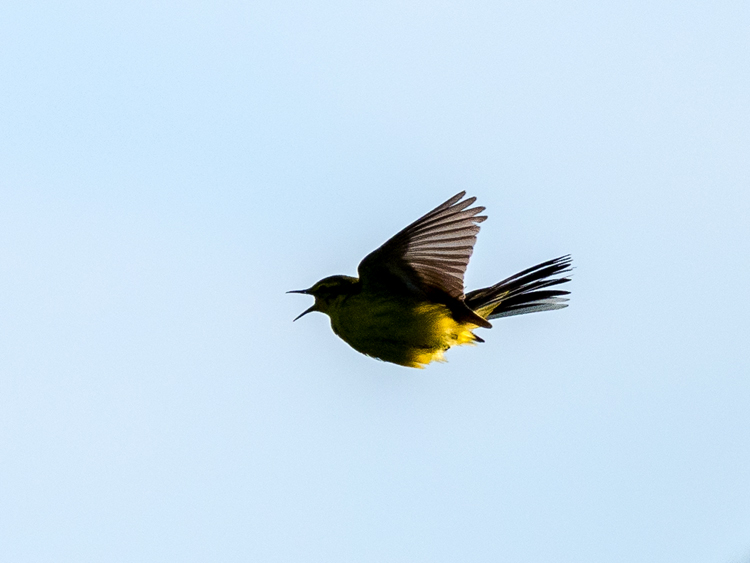 Fly.jpg