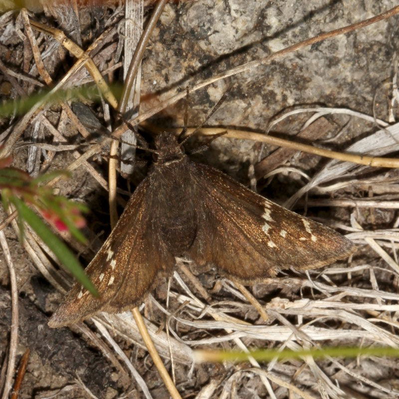 Mexican Cloudywing