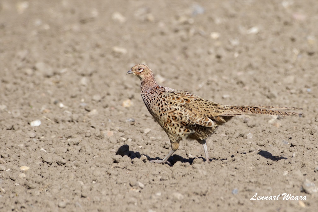 Fasan / Common Pheasant / female