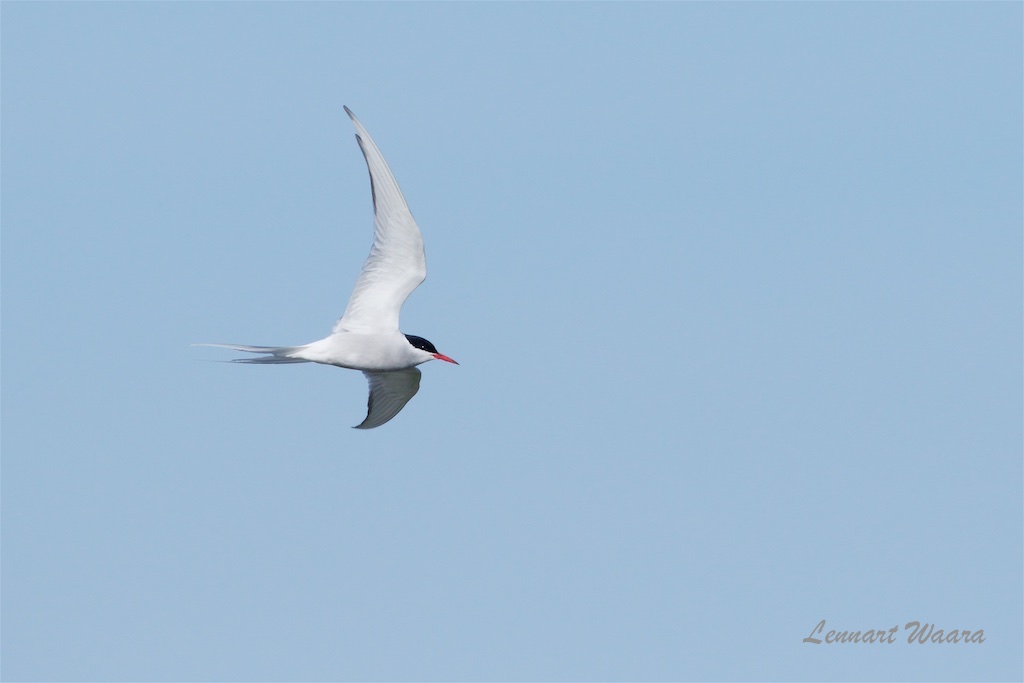 Silvertrna / Arctic Tern