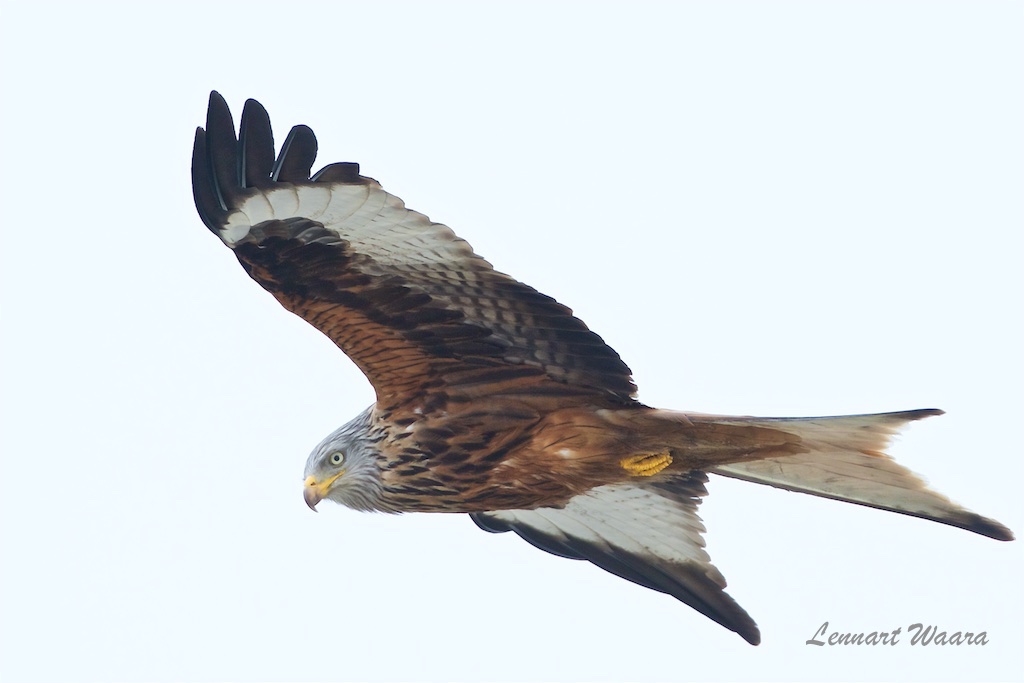 Rd Glada / Red Kite