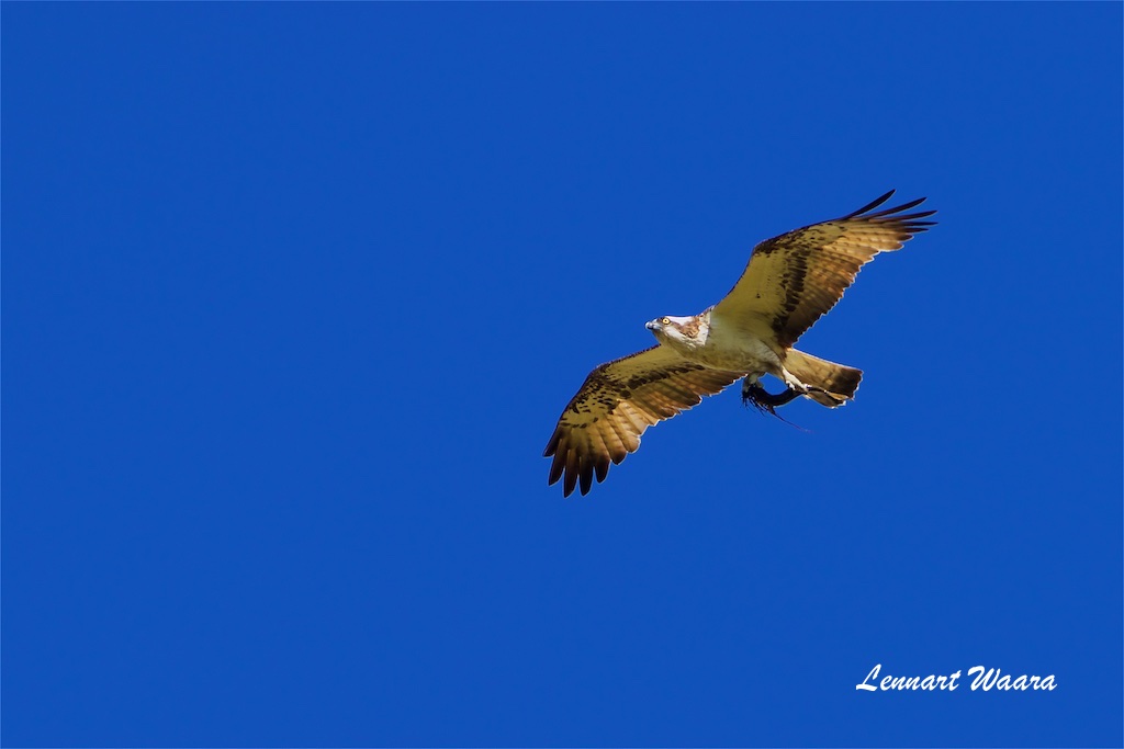 Fiskgjuse / Osprey / Male