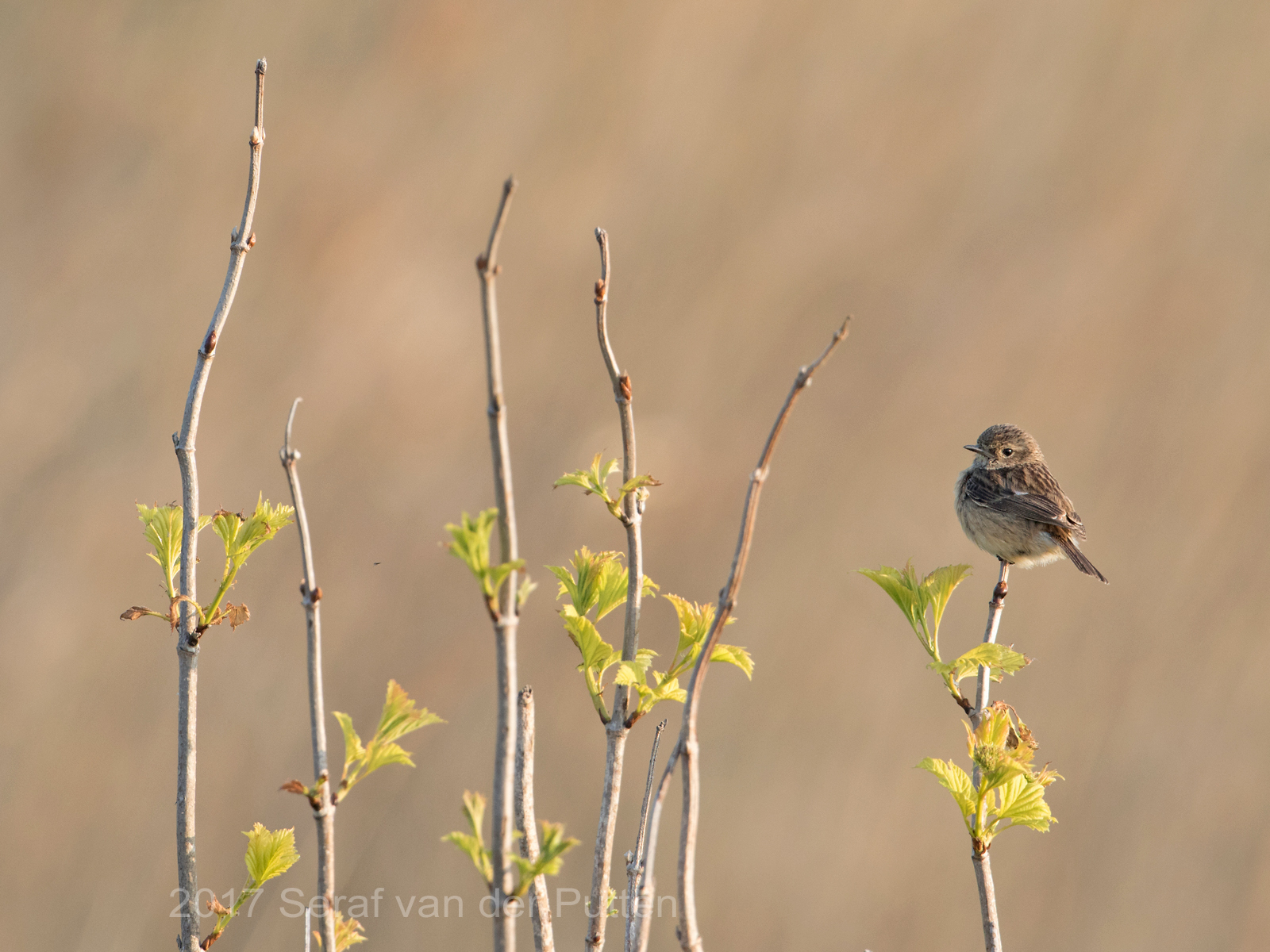 Roodborsttapuit;  European Stonechat