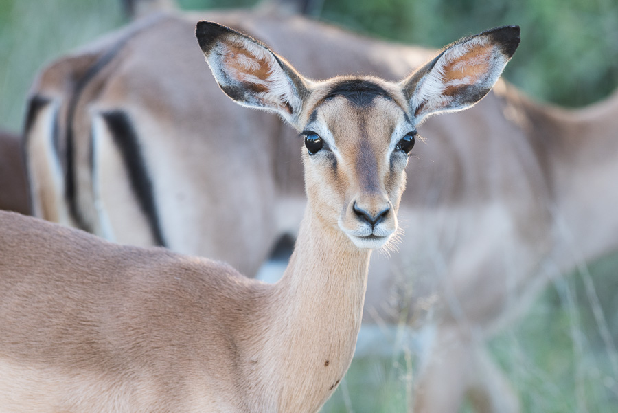 Impala (j.)