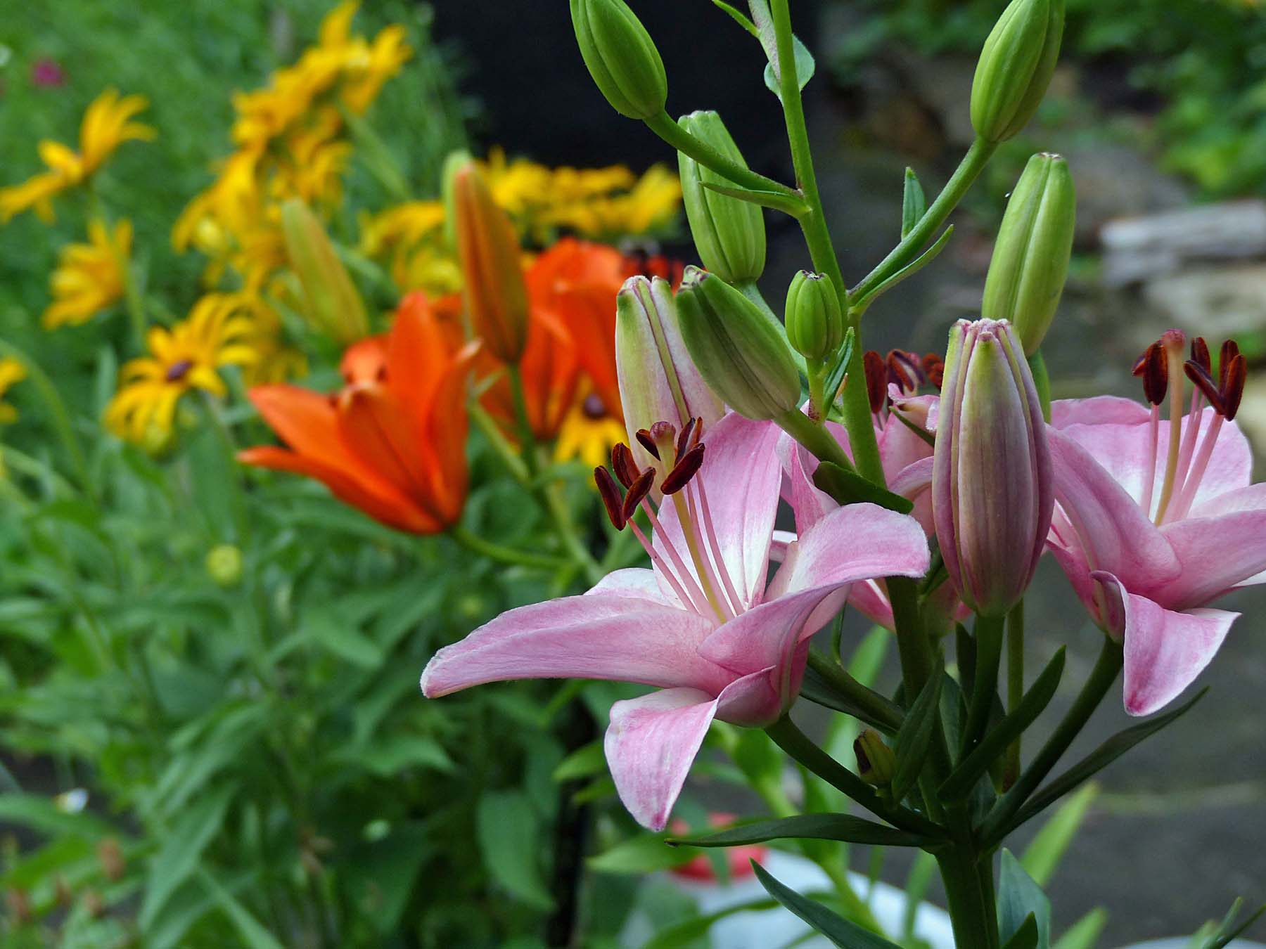 28 Jun Flowers in the garden