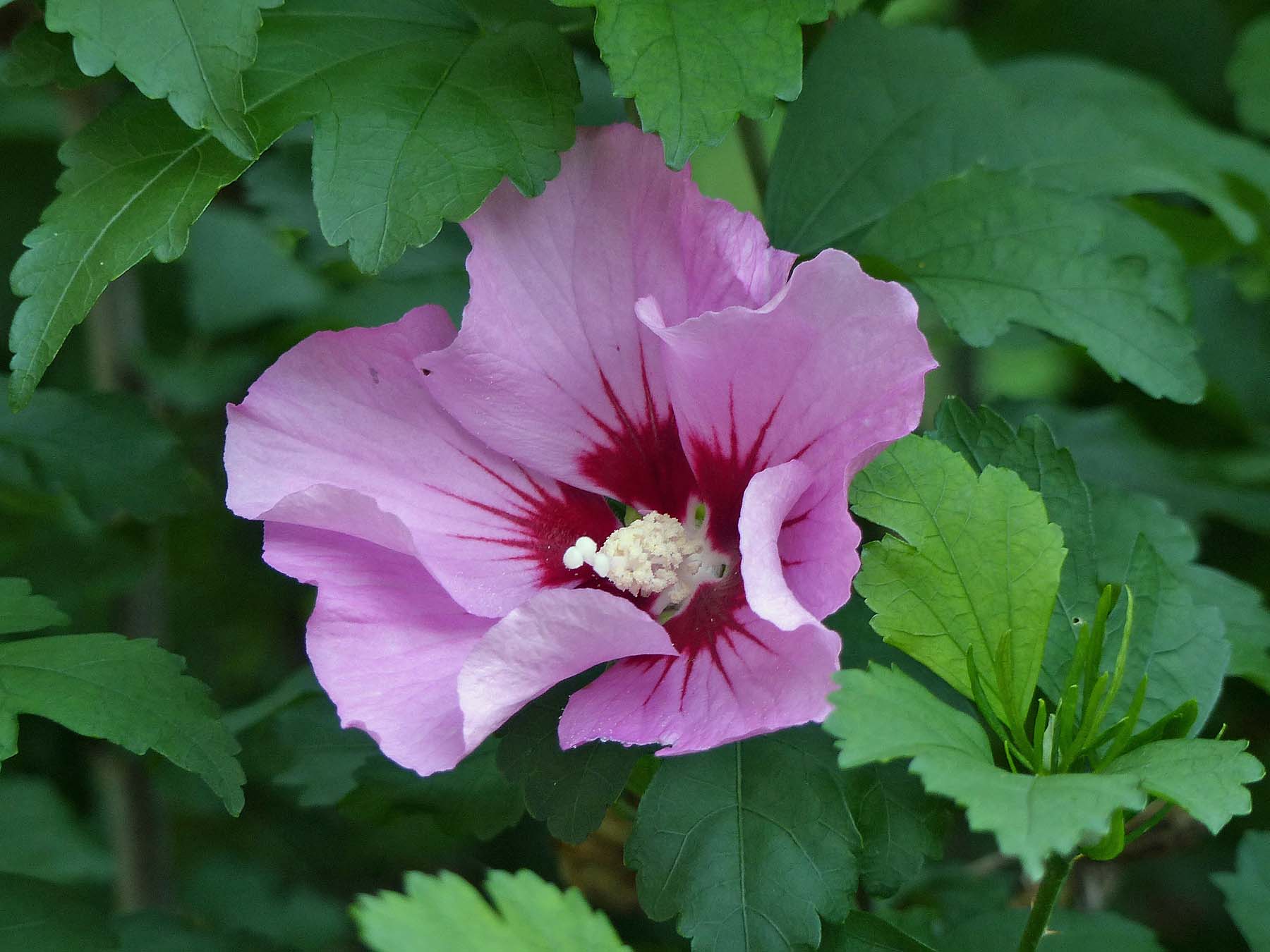 05 Jul Rose of Sharon