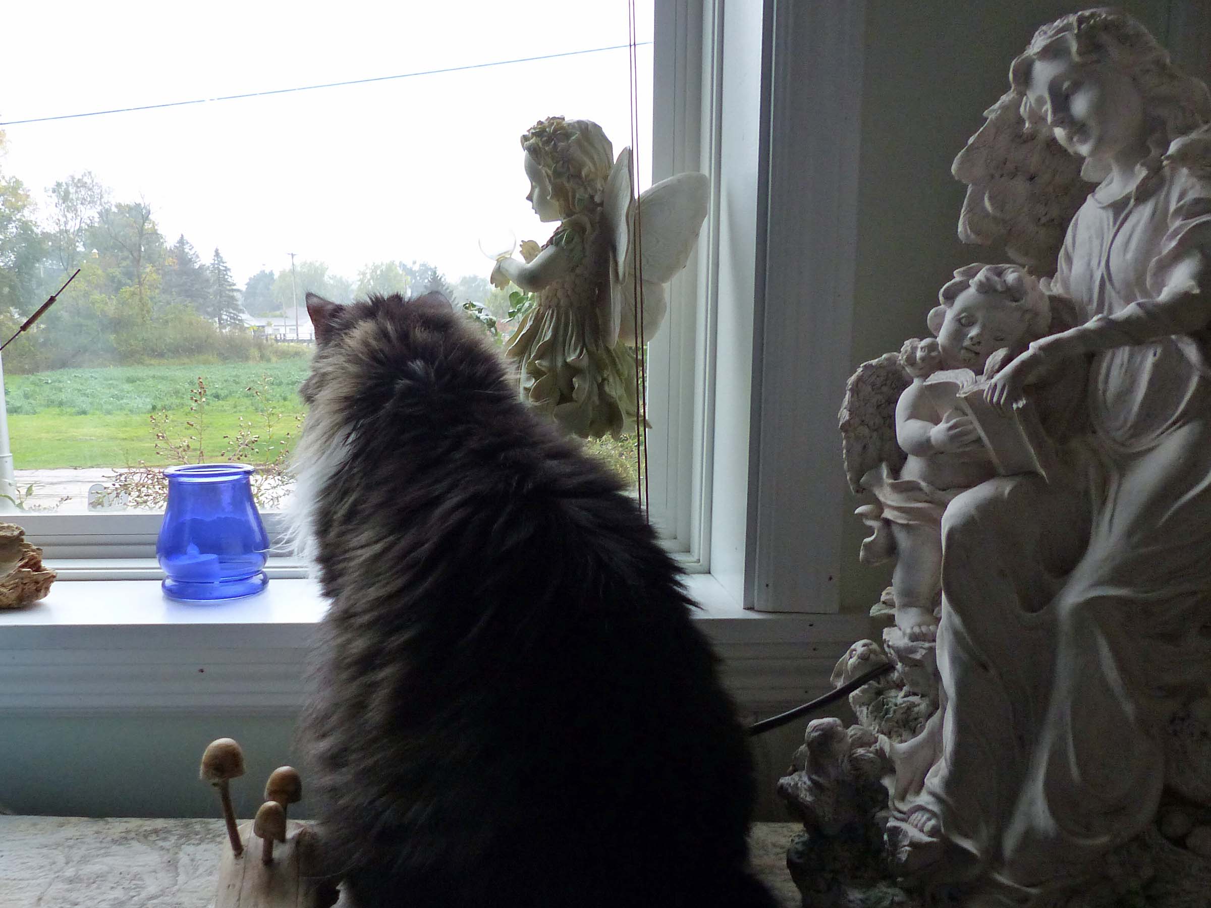 13 Oct The nosy neighbor!