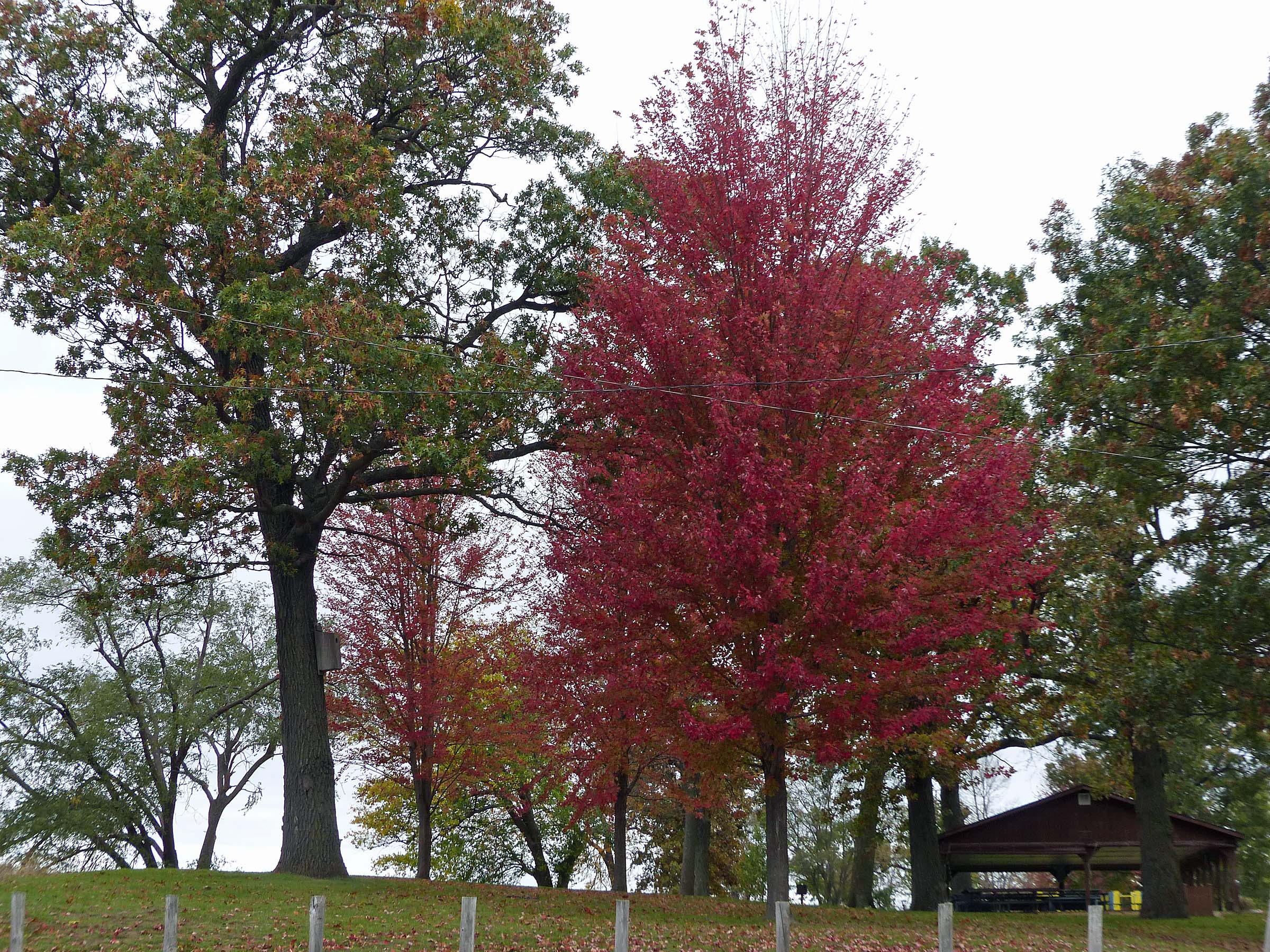 24 Oct Riverside Park Red!