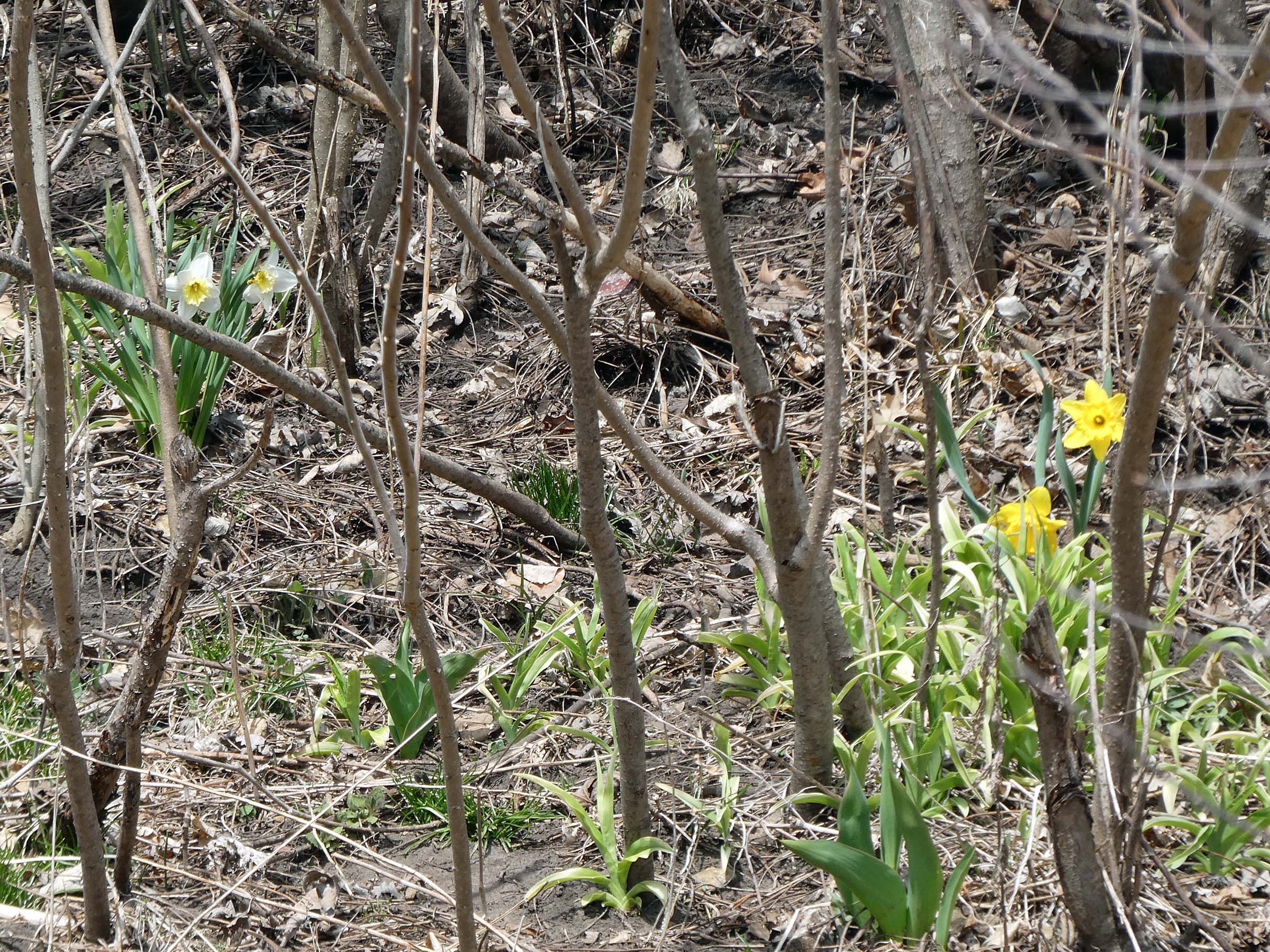 23 Apr White and yellow on the bluff