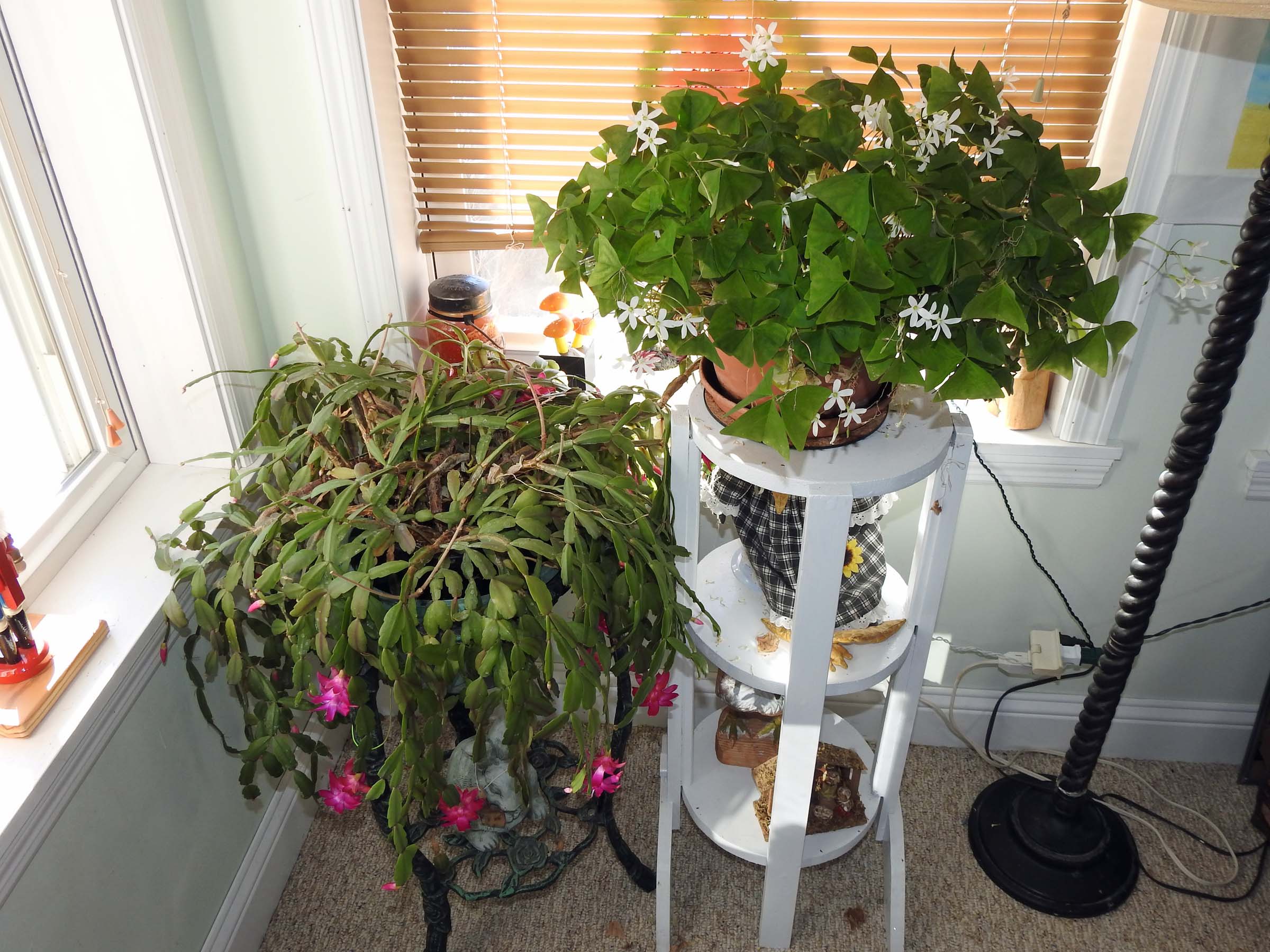 18 Dec The corner plants