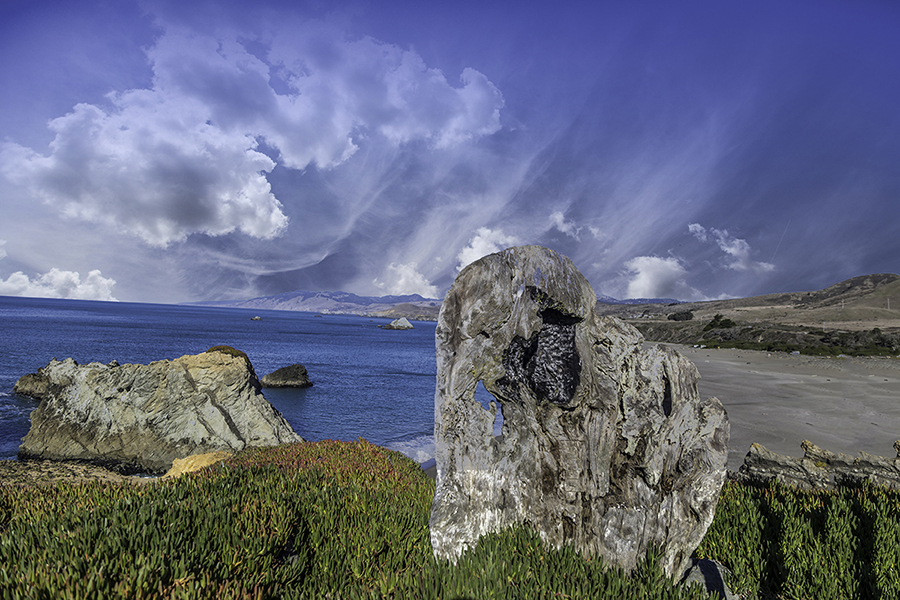 Bodega Bay Tree Stump