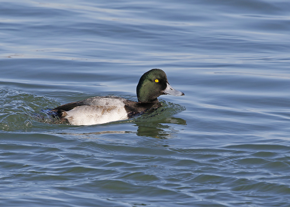 Greater Scaup