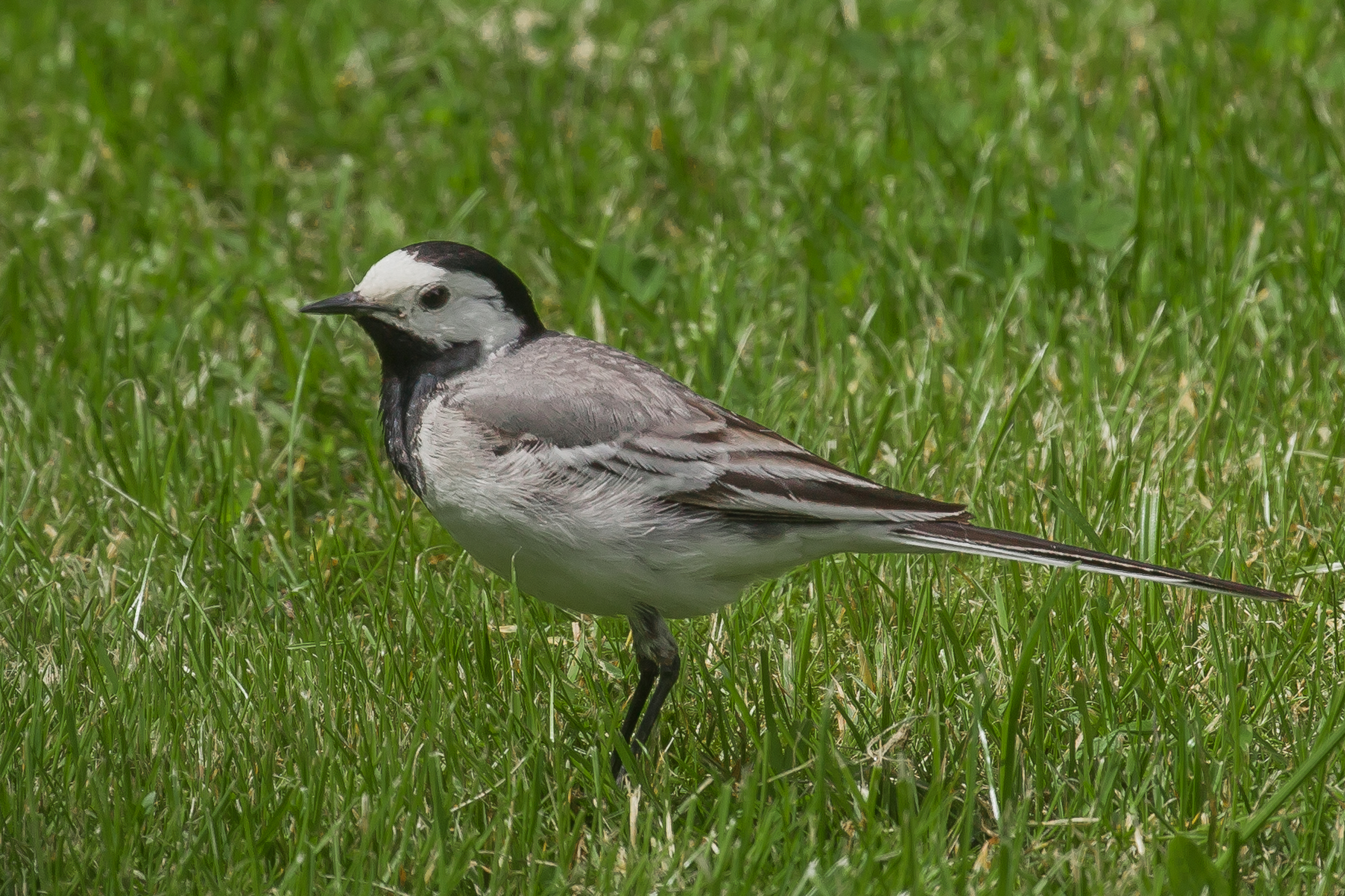 pied wagtail