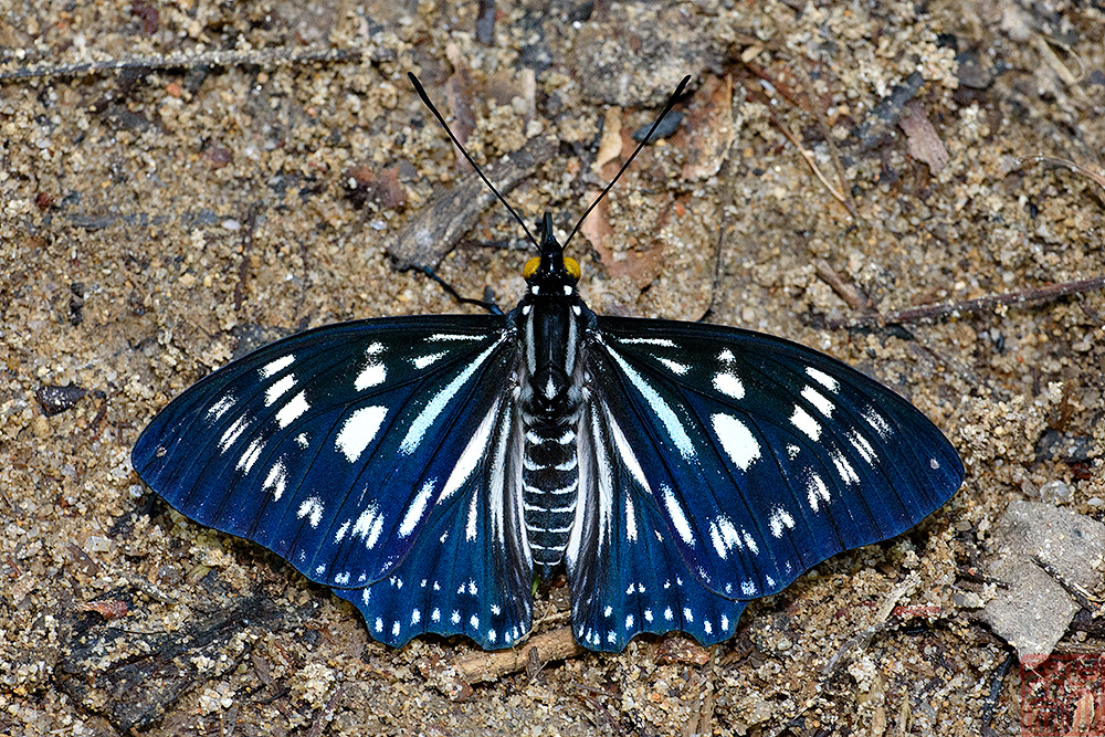 Euripus nyctelius euploeoides (The Courtesan)
