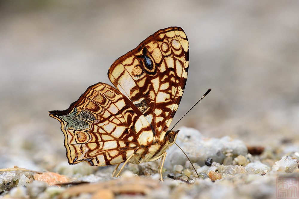 Symbrenthia hypatia chersonesia (The Intricate Jester)