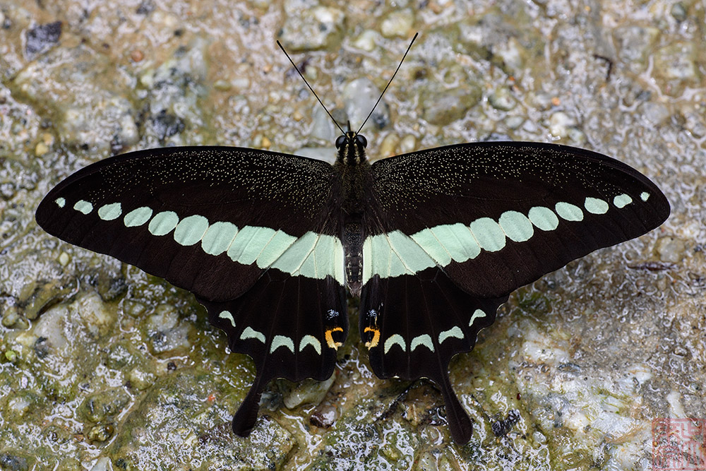 Papilio demolion demolion(Banded Swallowtail)