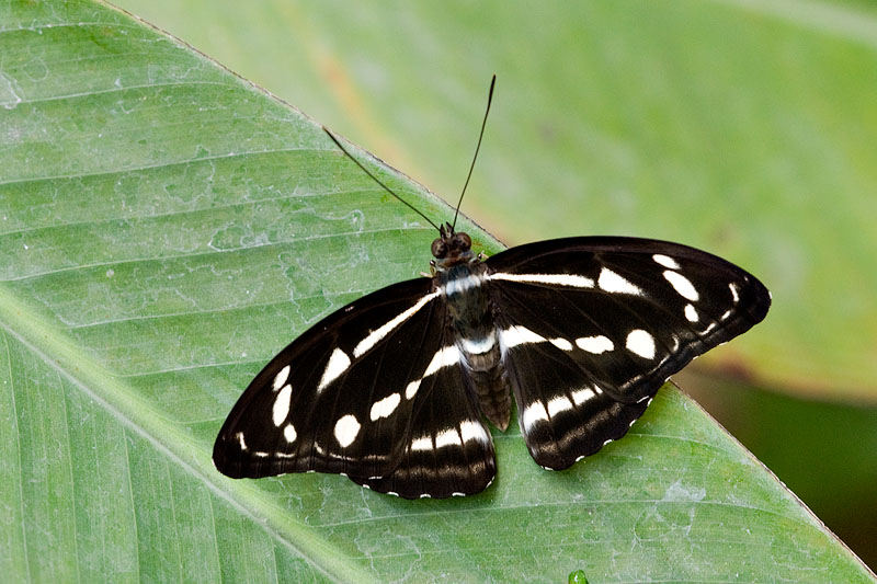 Athyma kanwa kanwa