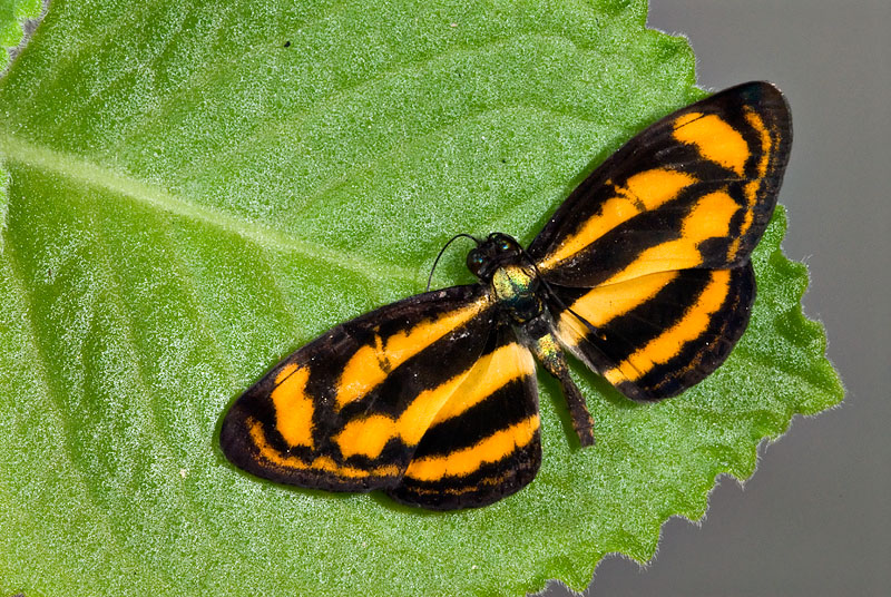Lasippa heliodore upper.jpg