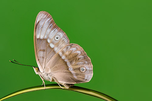 Eulaceura osteria kumana (Purple Duke)