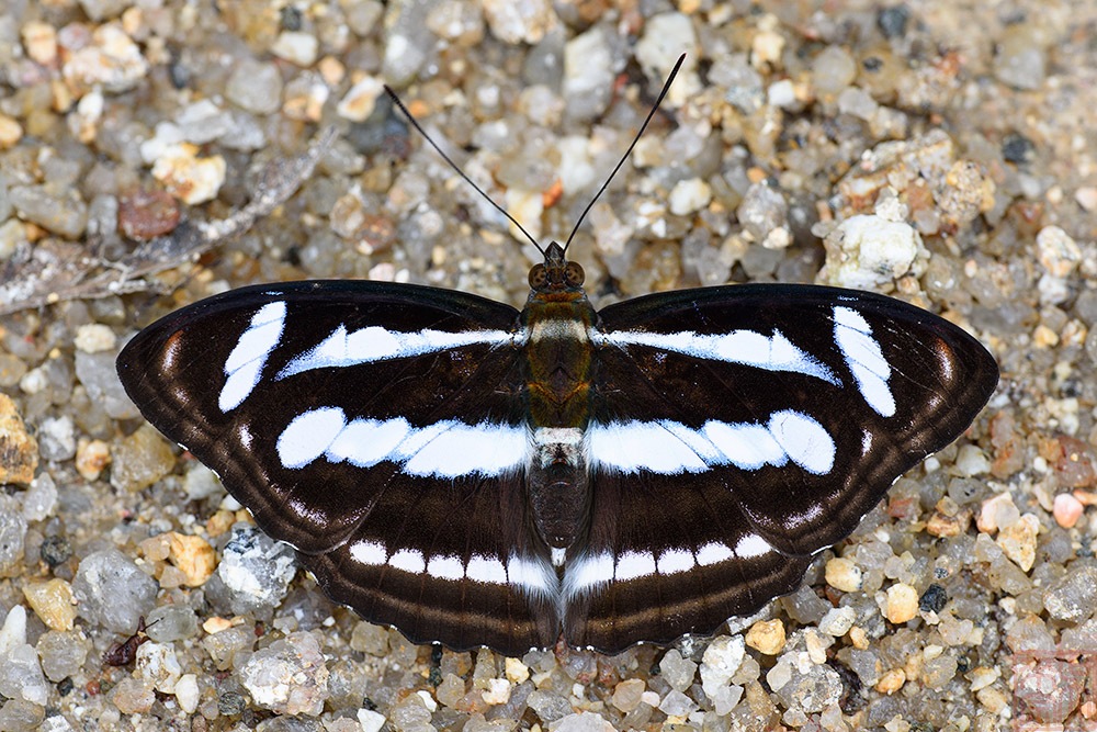 Athyma nefte subrata (The Color Sergeant)