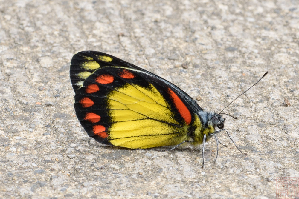 Delias eumolpe (Bornean Jezebel)