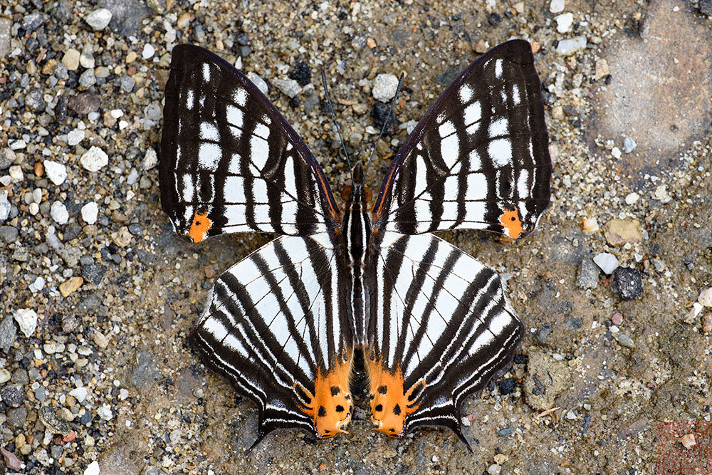 Cyrestis maenalis seminigra
