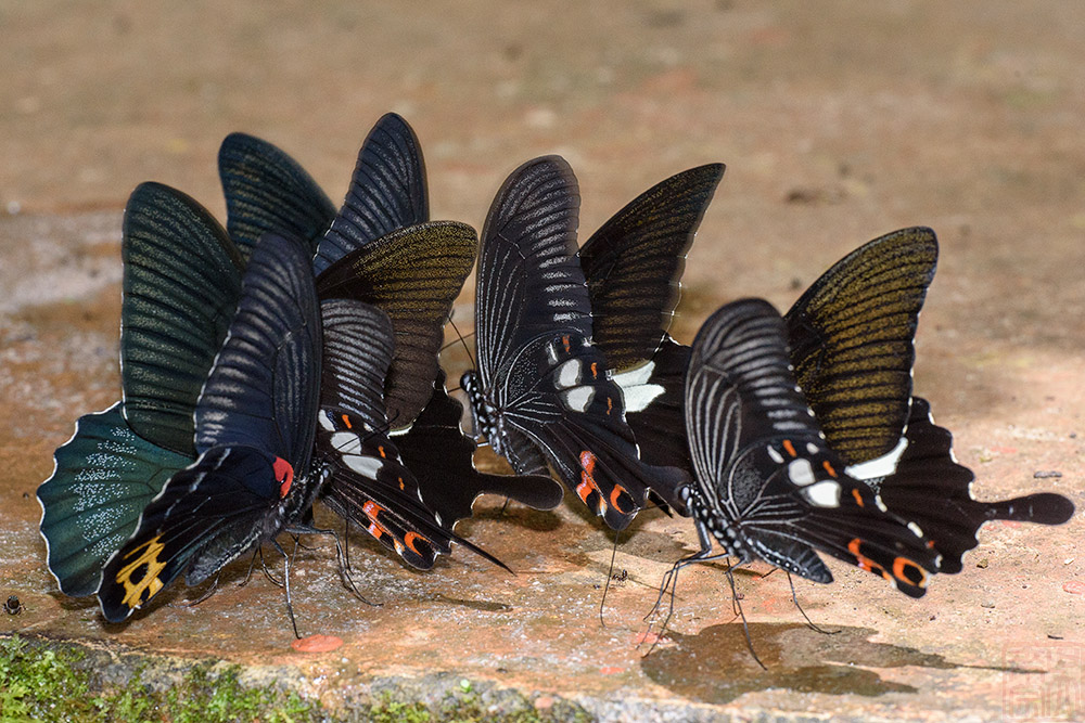 Papilio acheron & Papilio helenus