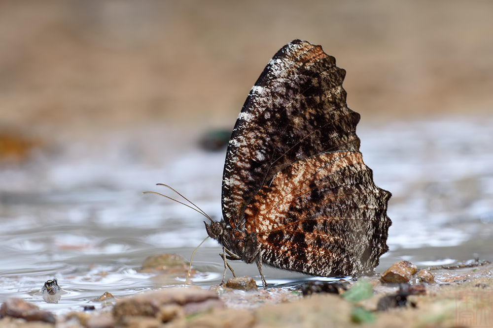 Elymnias nesaea hypereides (Tiger Palmfly)