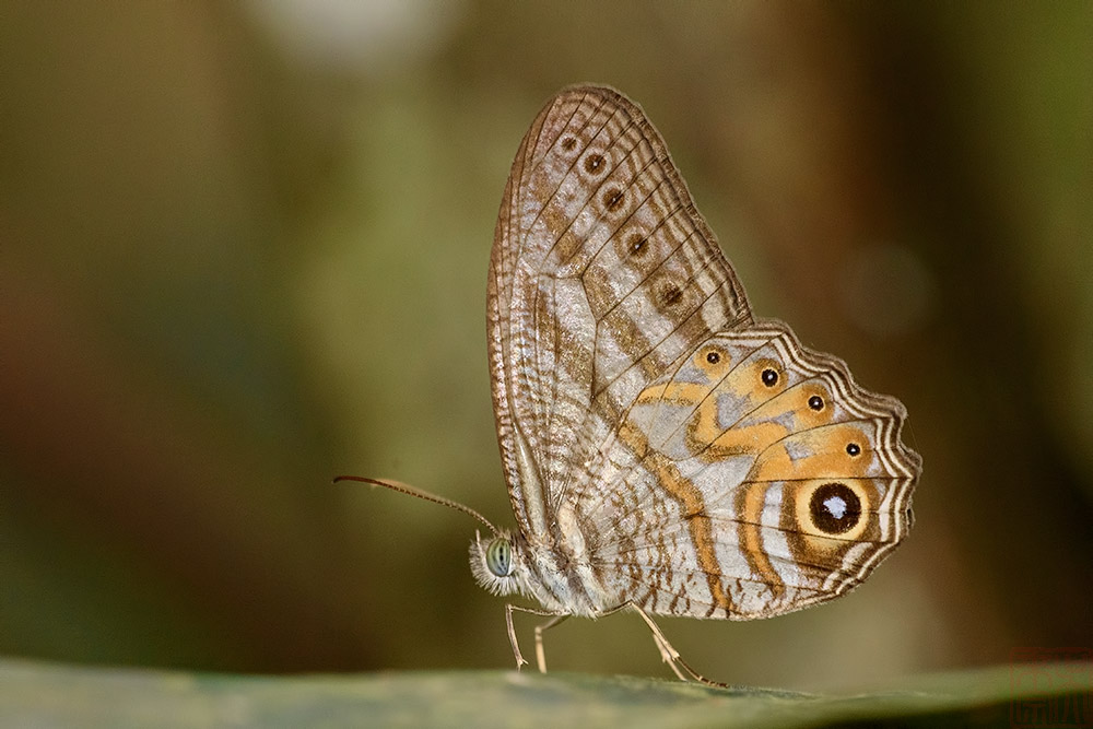 Erites elegans elegans
