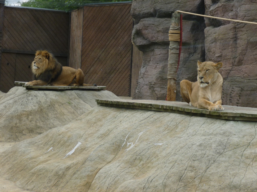 Lion and lioness