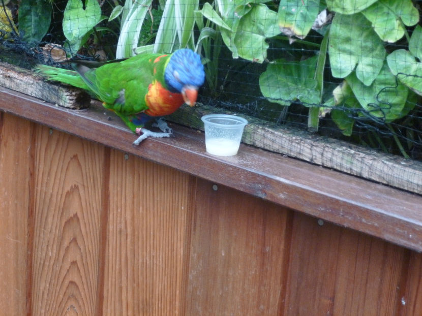 Feeding nectar to rainbow lorikeet