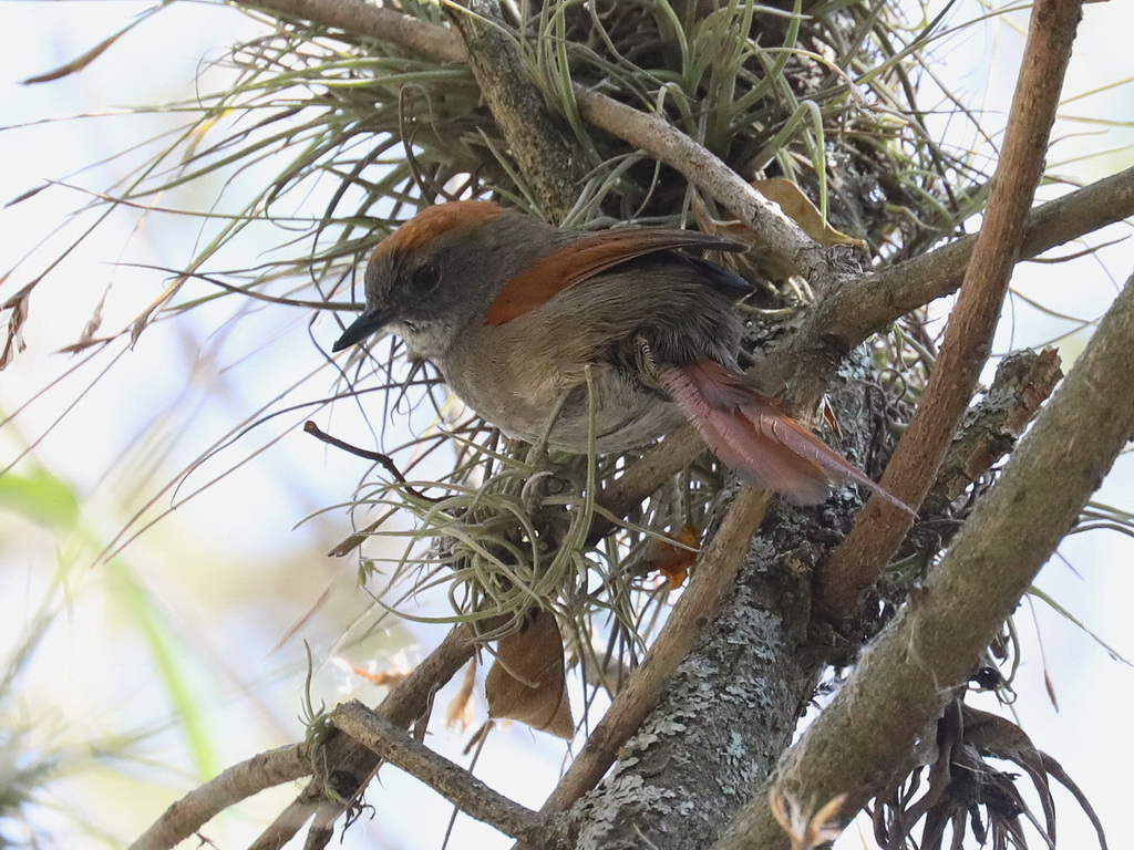 Azaras Spinetail