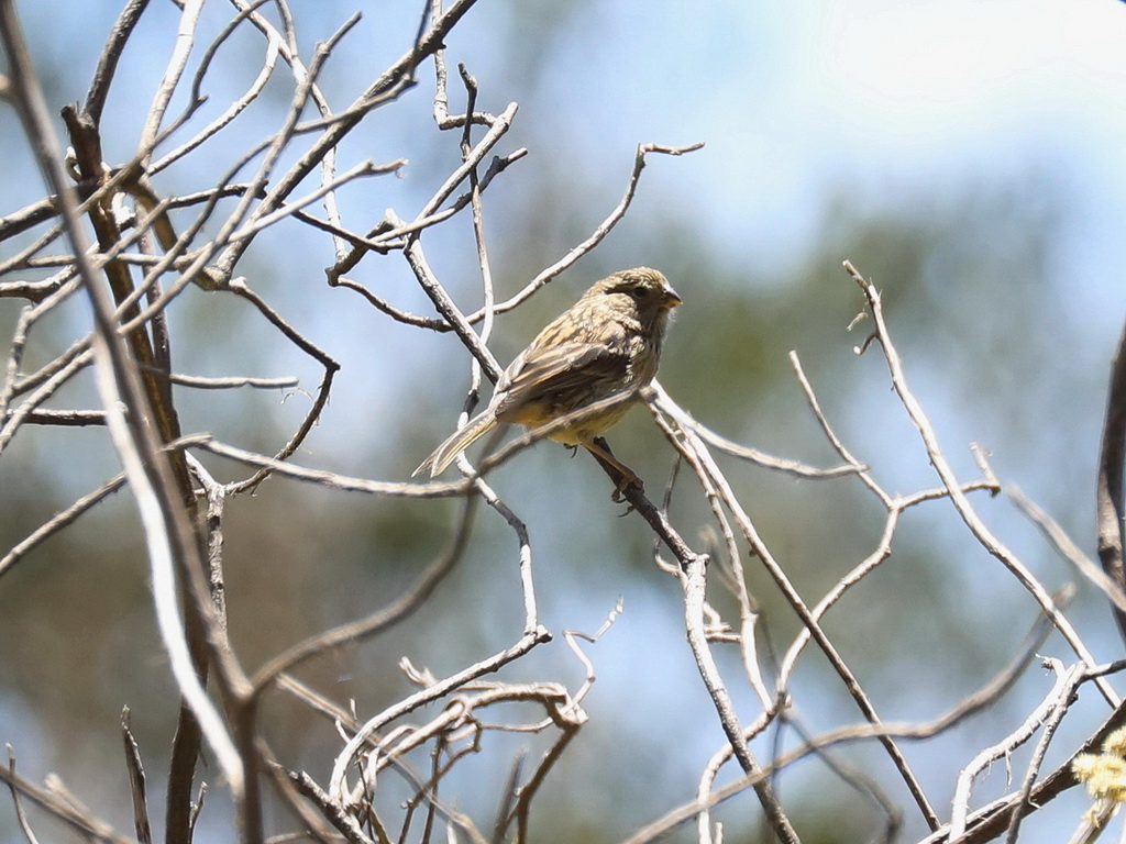 Paramo Seedeater