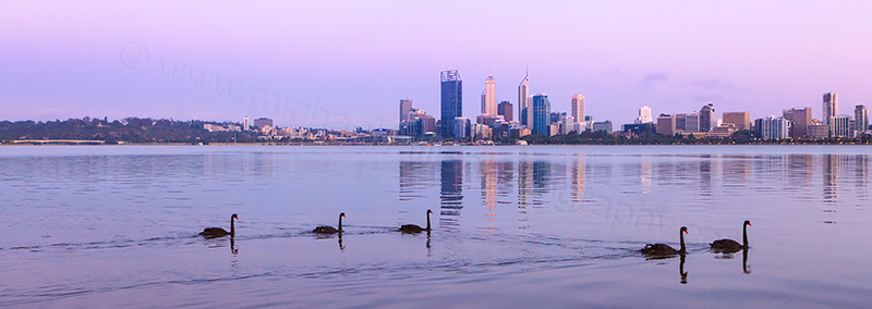 Black Swans on the Swan River at Sunrise, 18th November 2012