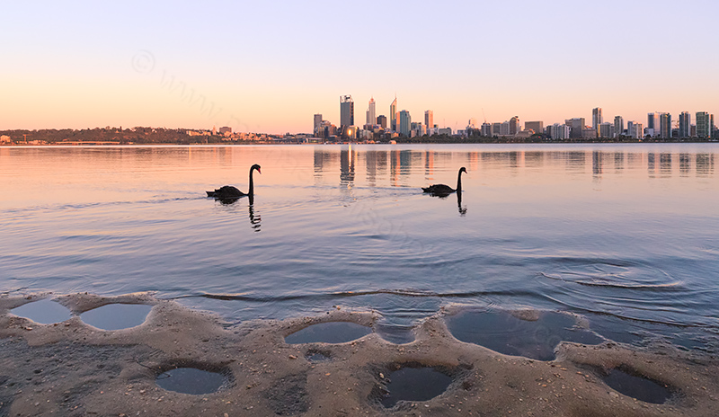 Black Swans on the Swan River at Sunrise, 14th November 2013