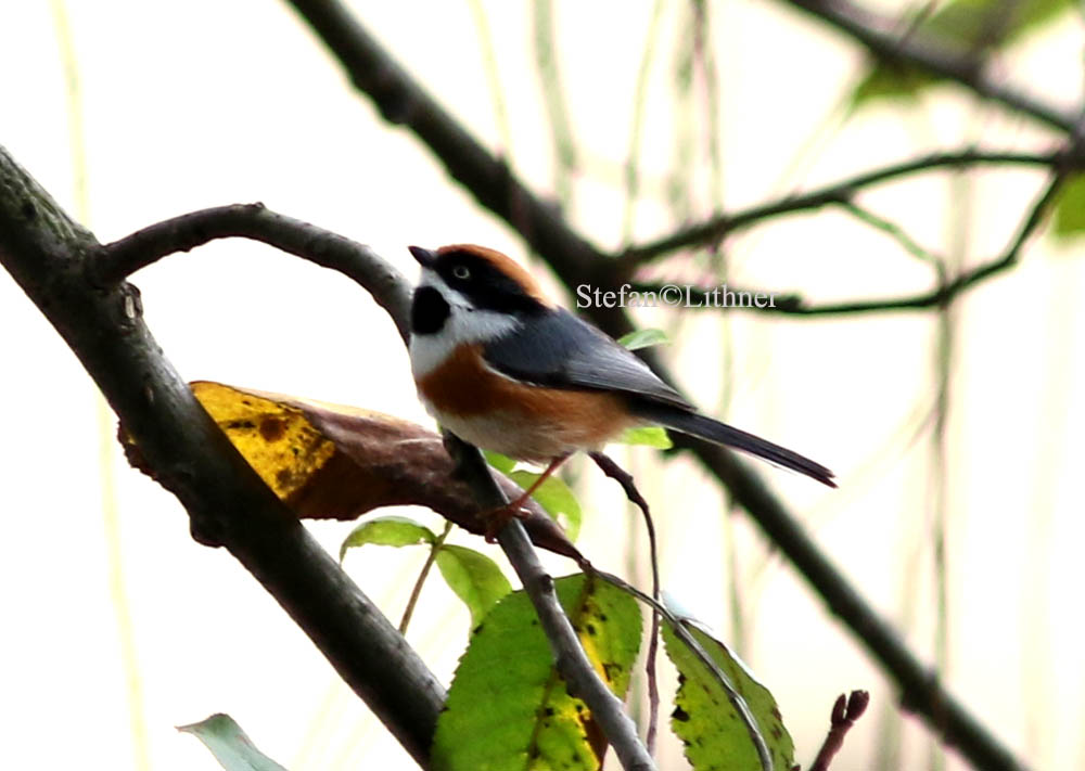Black-throated tit (Aegithalos concinnus)