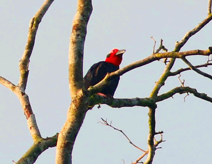 Bristlehead (Pityriasis gymnocephala) 