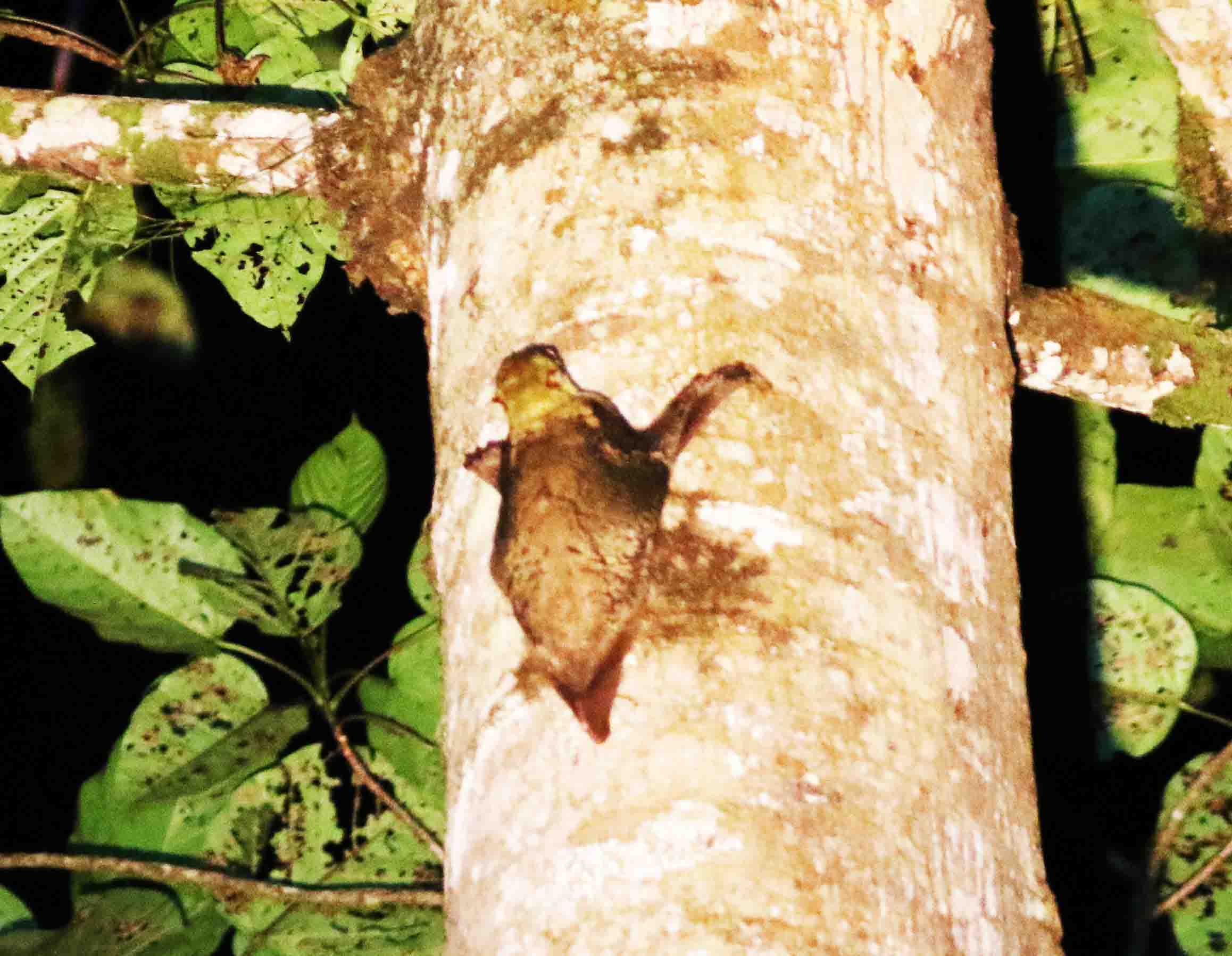 Bornean_Colugo (Galeopterus [variegauts] borneanus)