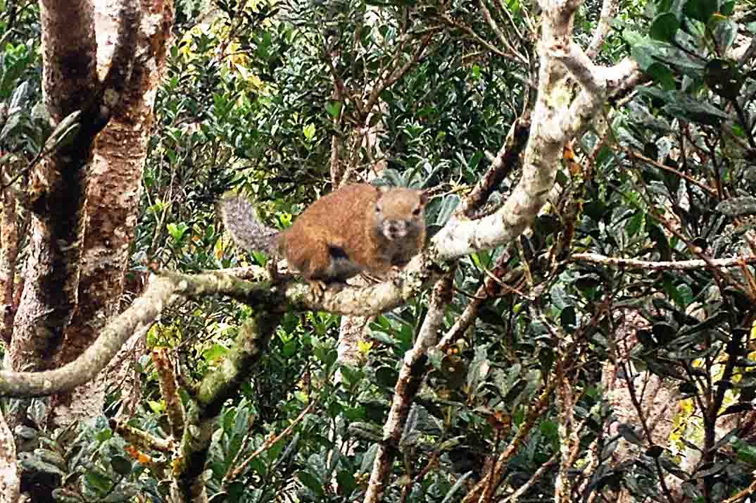 Bornean Blackbanded Sqirrel (Callosciurus orestes)