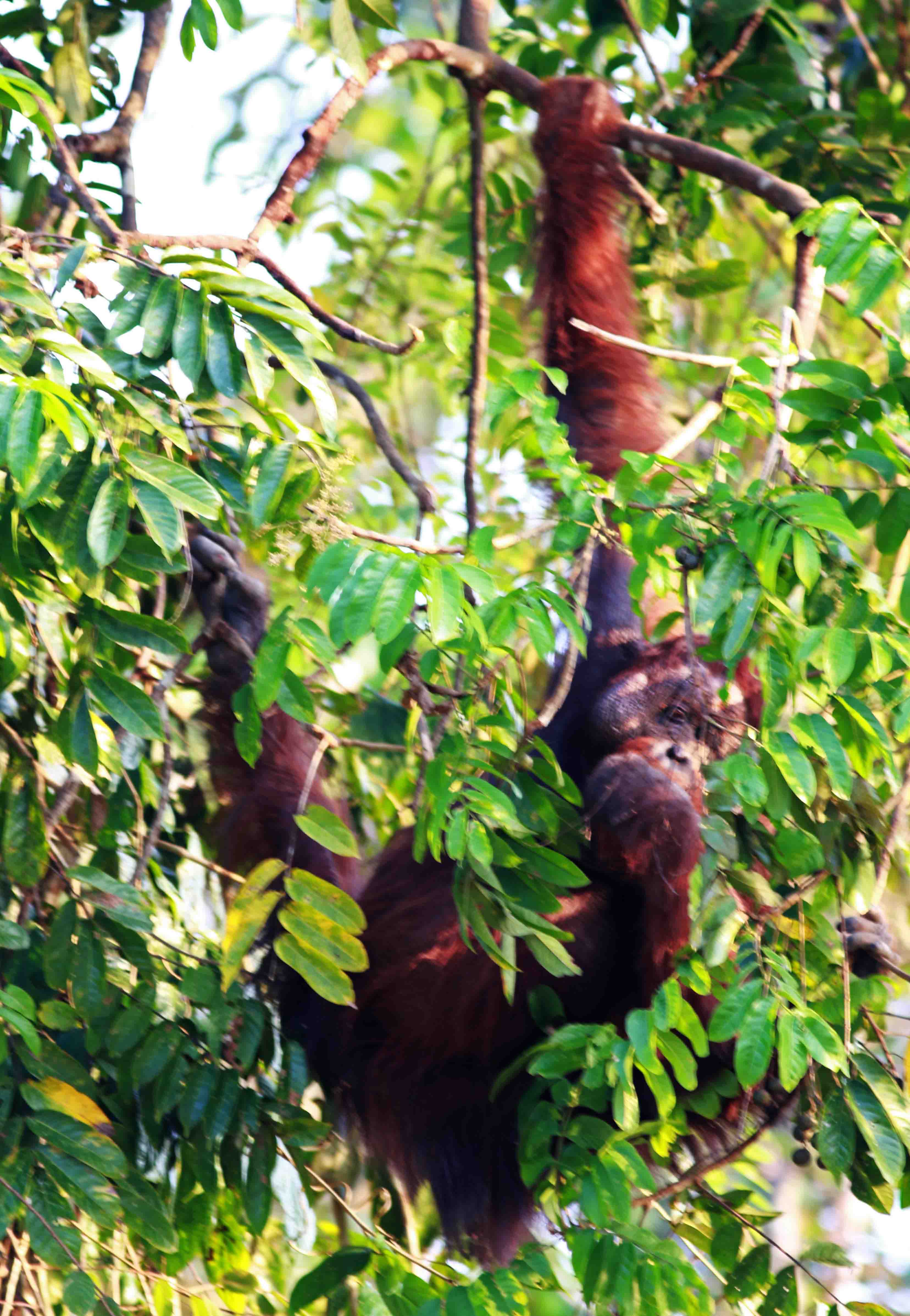 Bornean Orang-utan (Pongo pygmaeus)